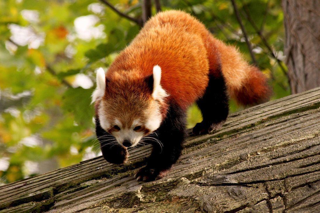 Red Panda Wallpapers Wallpaper Cave