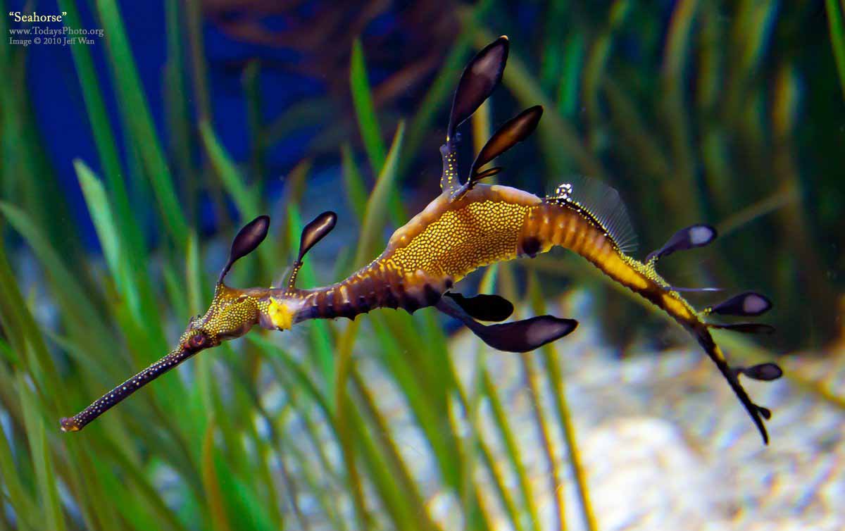 Seahorse Wallpapers Wallpaper Cave