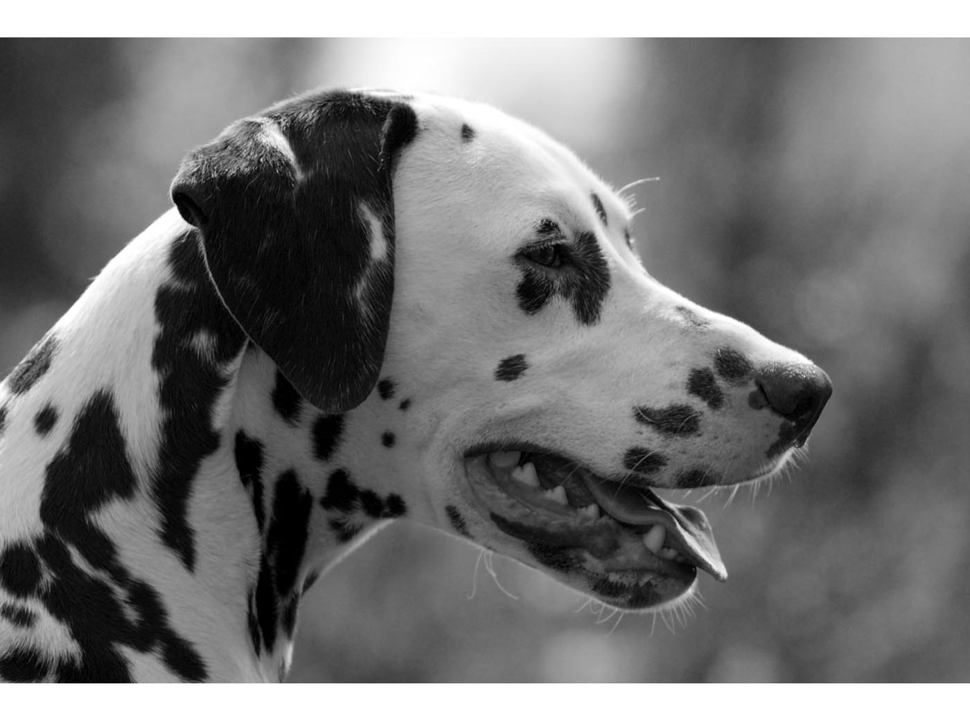 Dalmatian Wallpapers Wallpaper Cave
