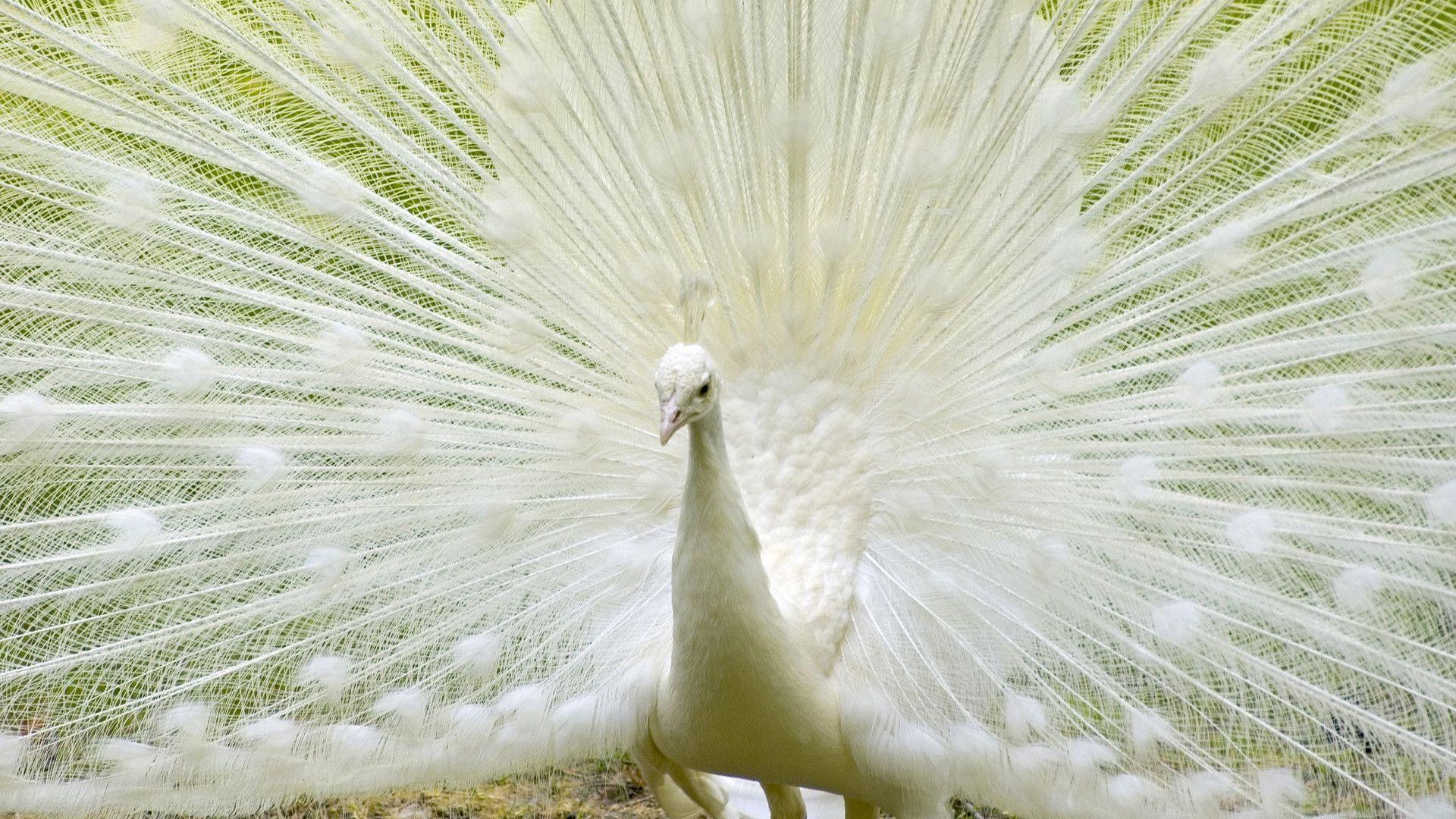 White Peacock Wallpapers Wallpaper Cave