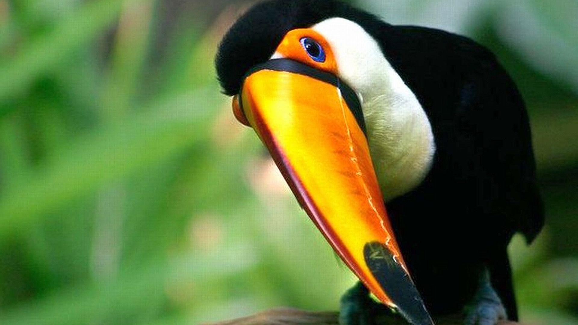 Toucan Wallpapers Wallpaper Cave
