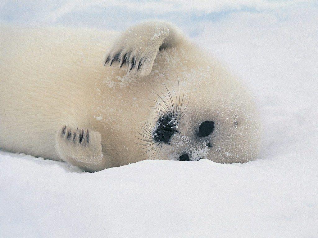 Baby Seal Wallpapers Wallpaper Cave