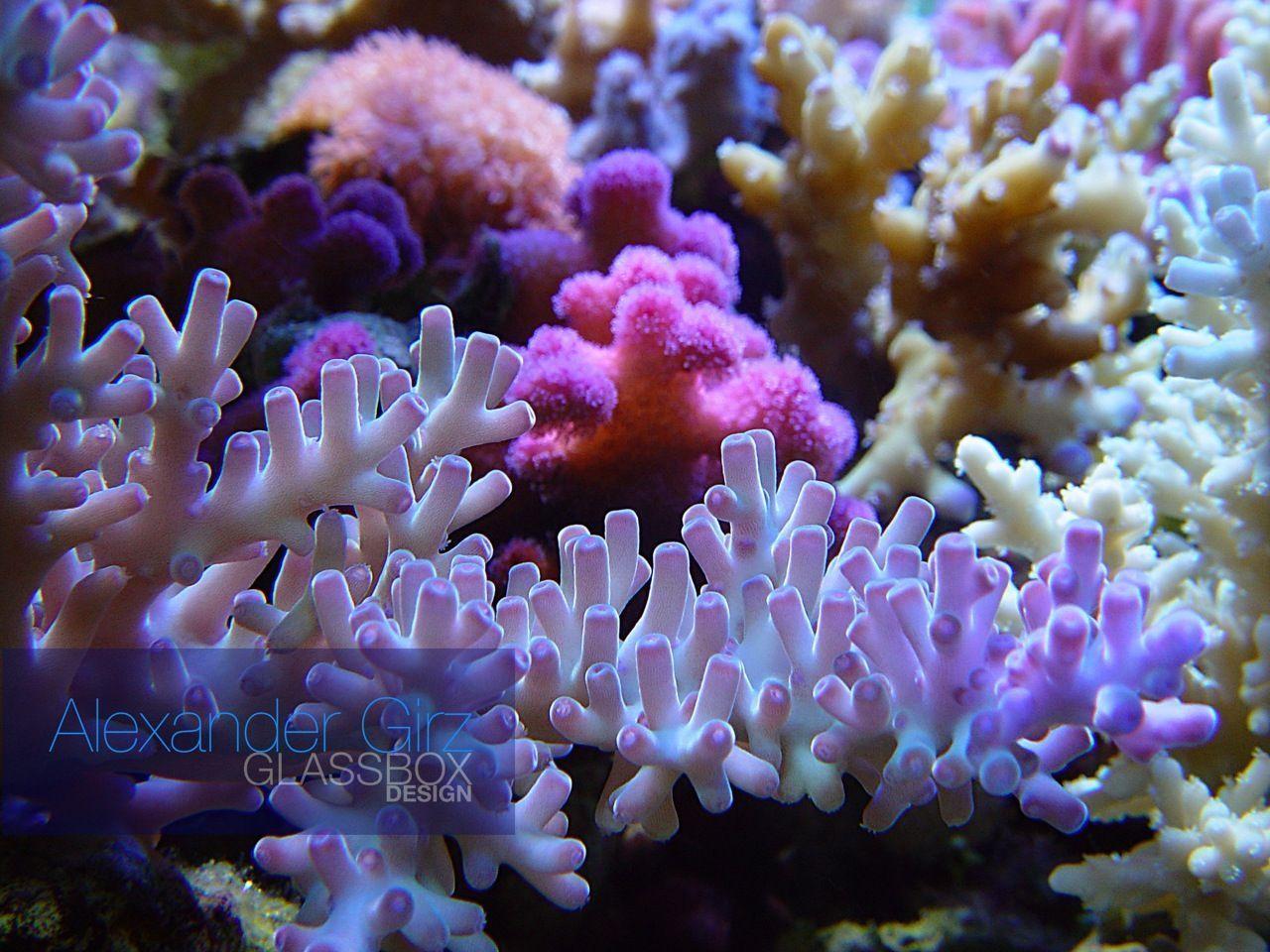 Coral Reef Wallpapers Wallpaper Cave
