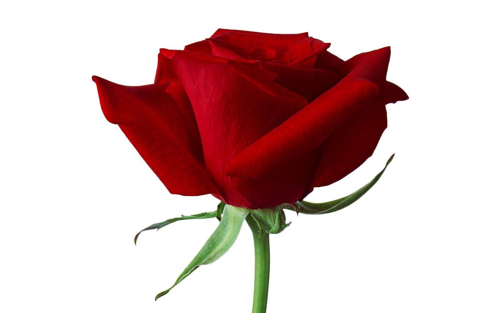 Single Red Rose Wallpapers Wallpaper Cave