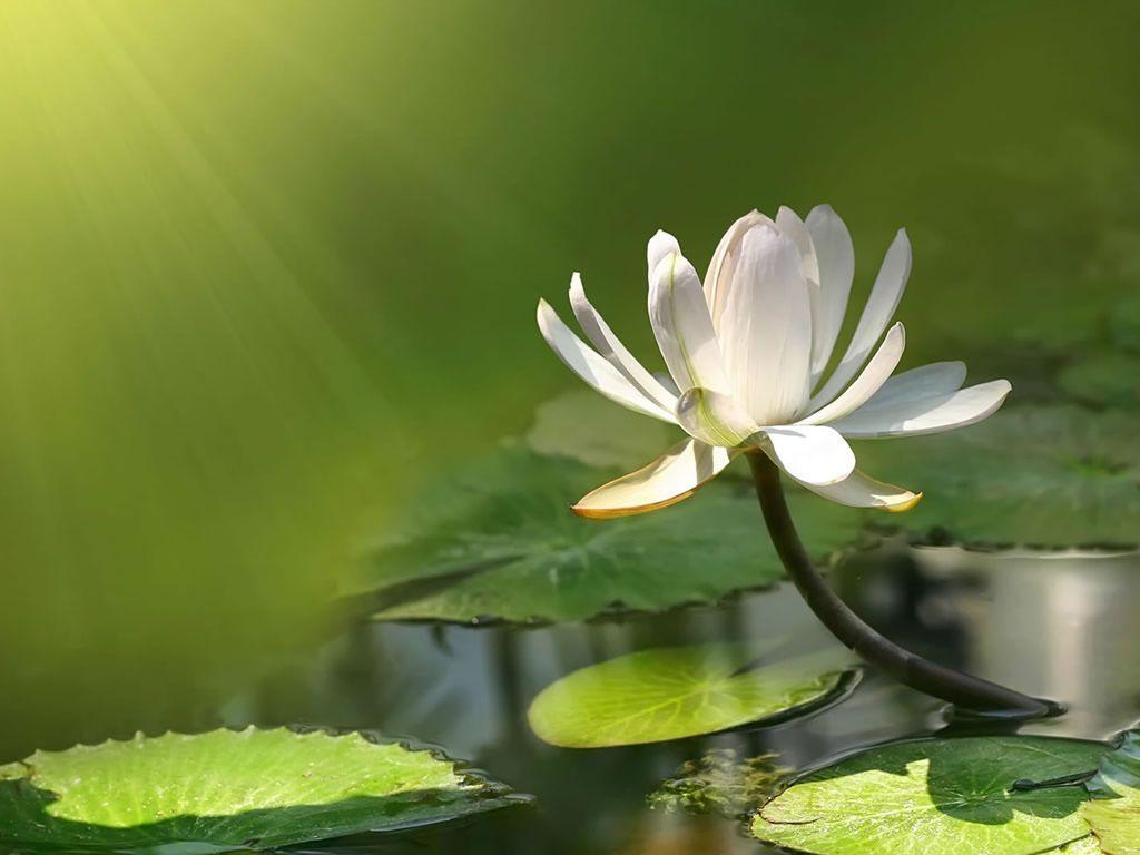 Green Flower Background Wallpaper