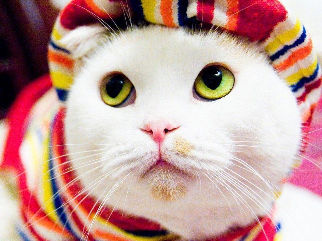 Pinky Wallpapers Wallpaper Cave