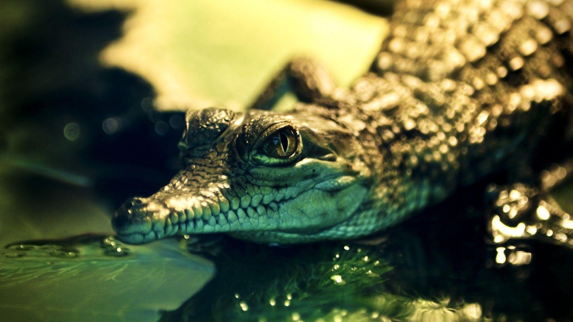 Alligator Wallpapers Wallpaper Cave