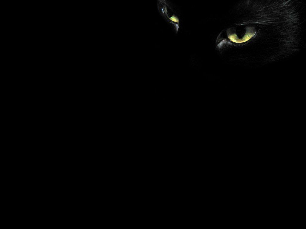 Wallpapers Black Cat Wallpaper Cave