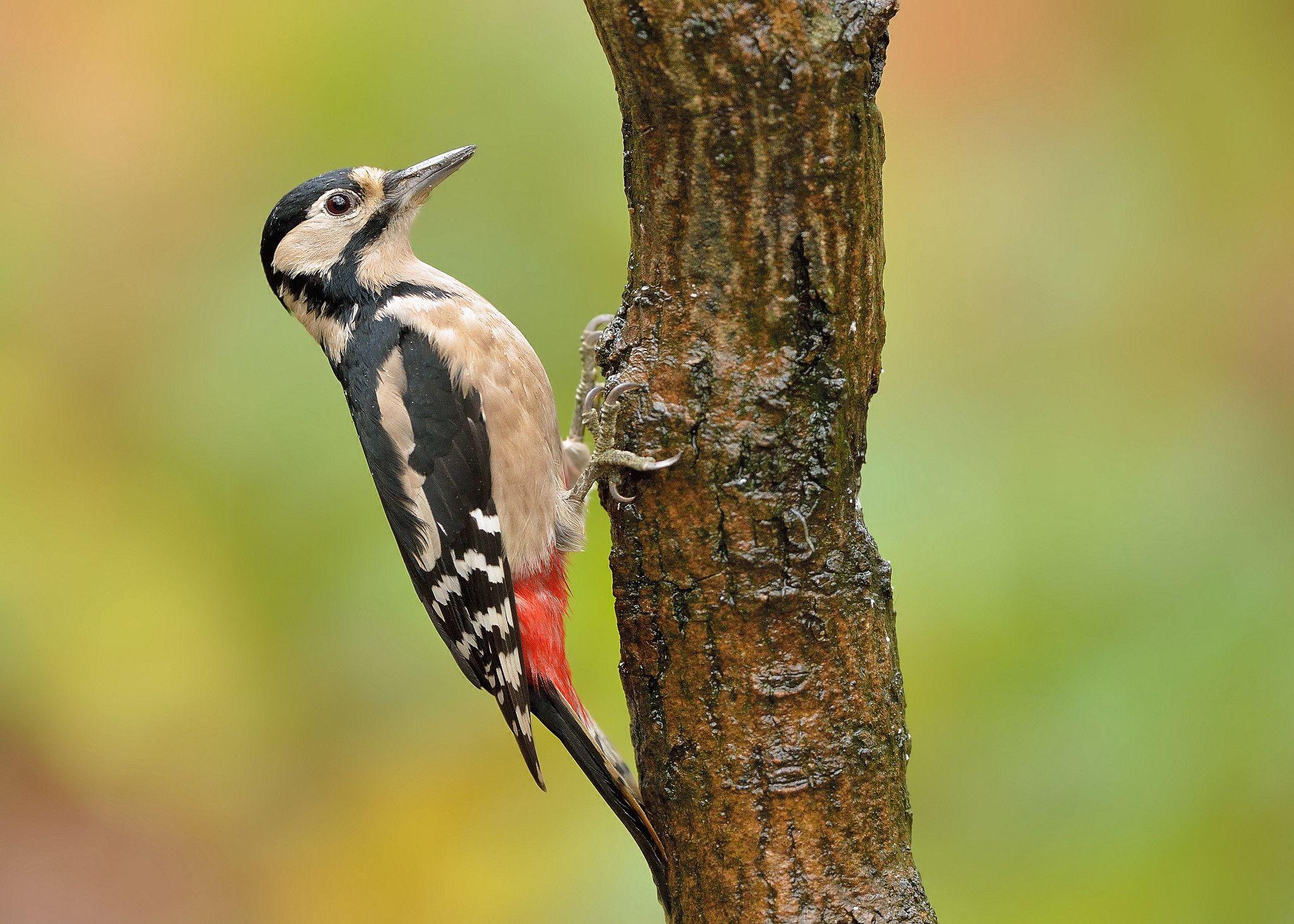 Woodpecker Wallpapers Wallpaper Cave