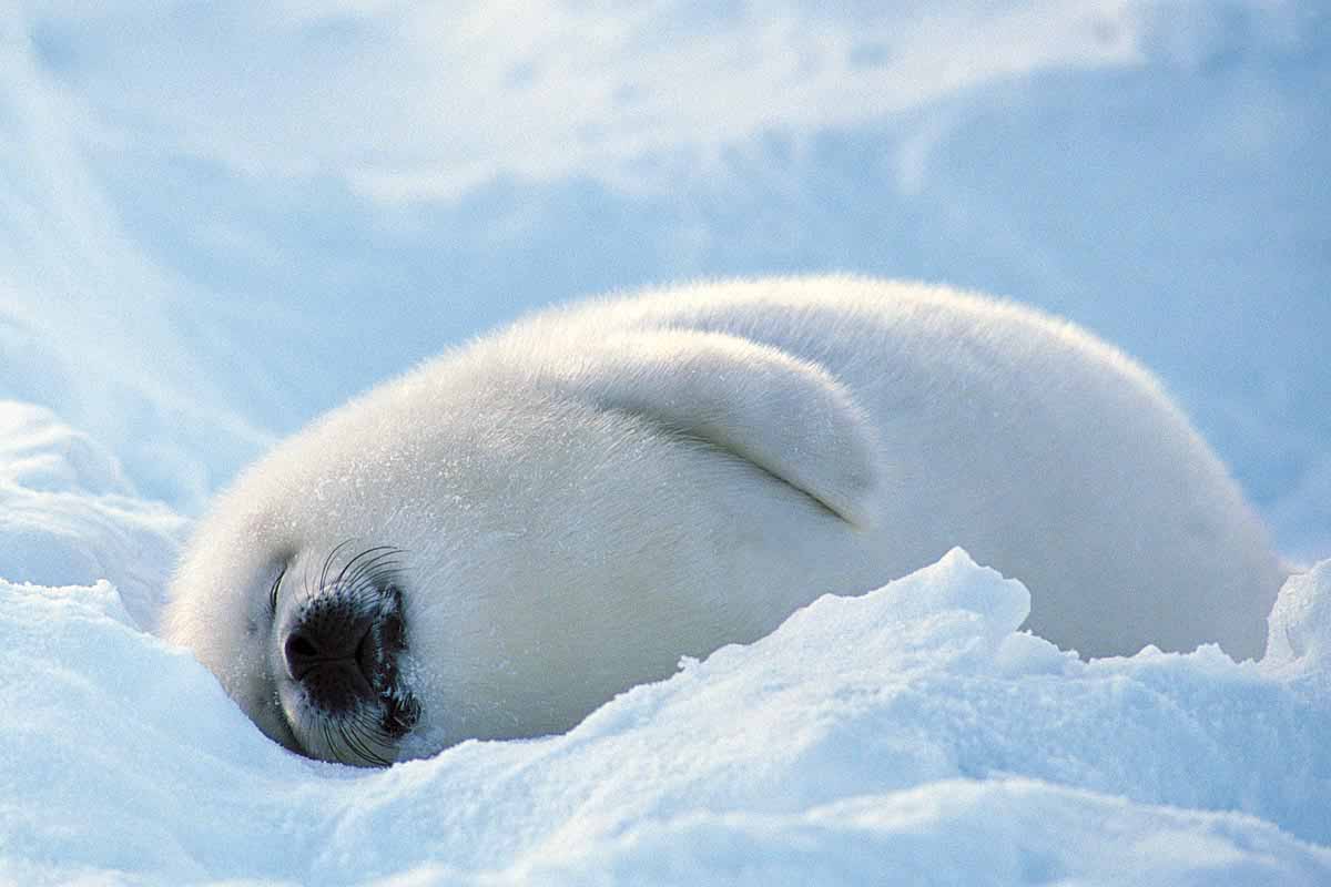 Baby Seal Wallpapers Wallpaper Cave