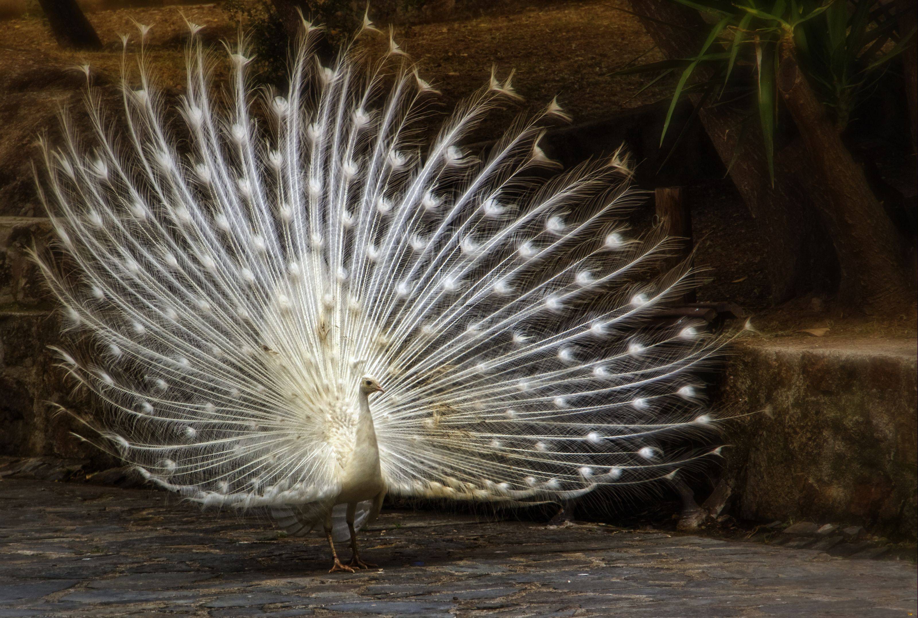 White Peacock Wallpapers Wallpaper Cave