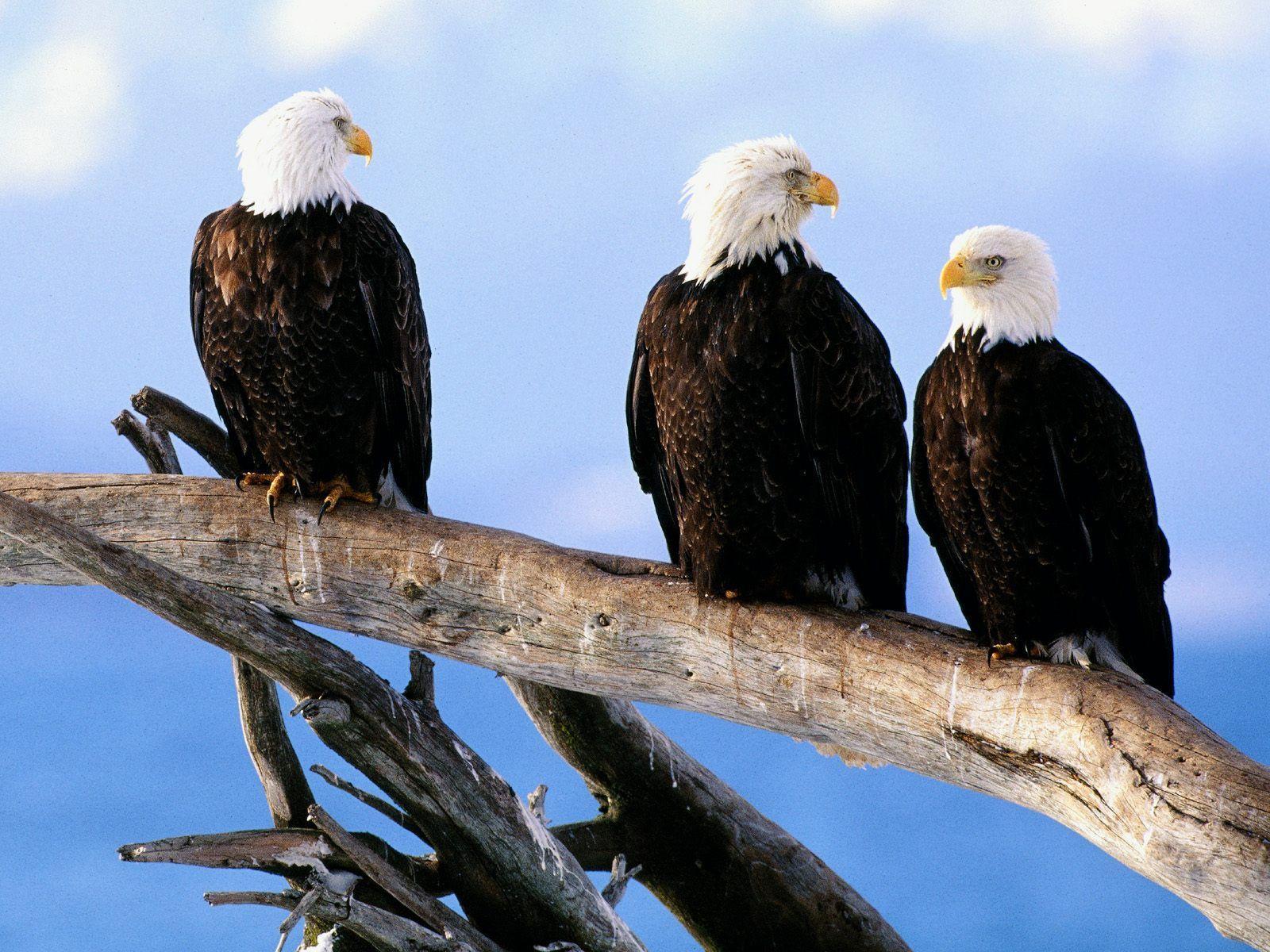 Free Bald Eagle Wallpapers Wallpaper Cave