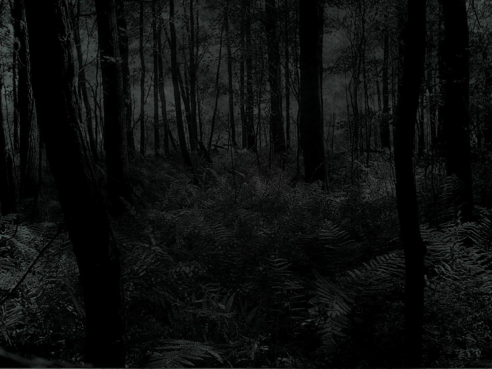 Dark Forest Wallpapers Wallpaper Cave