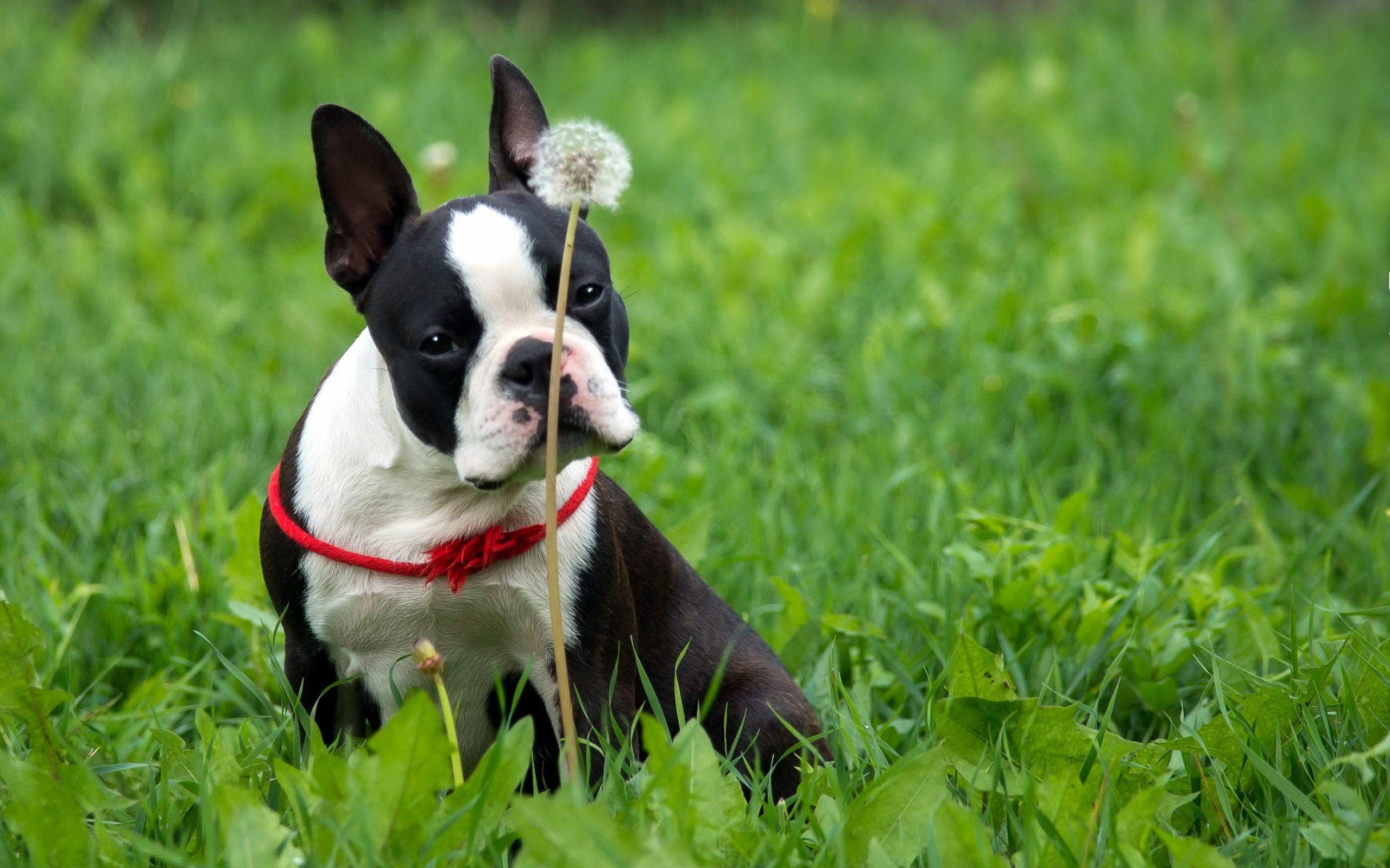 Boston Terrier Wallpapers Wallpaper Cave