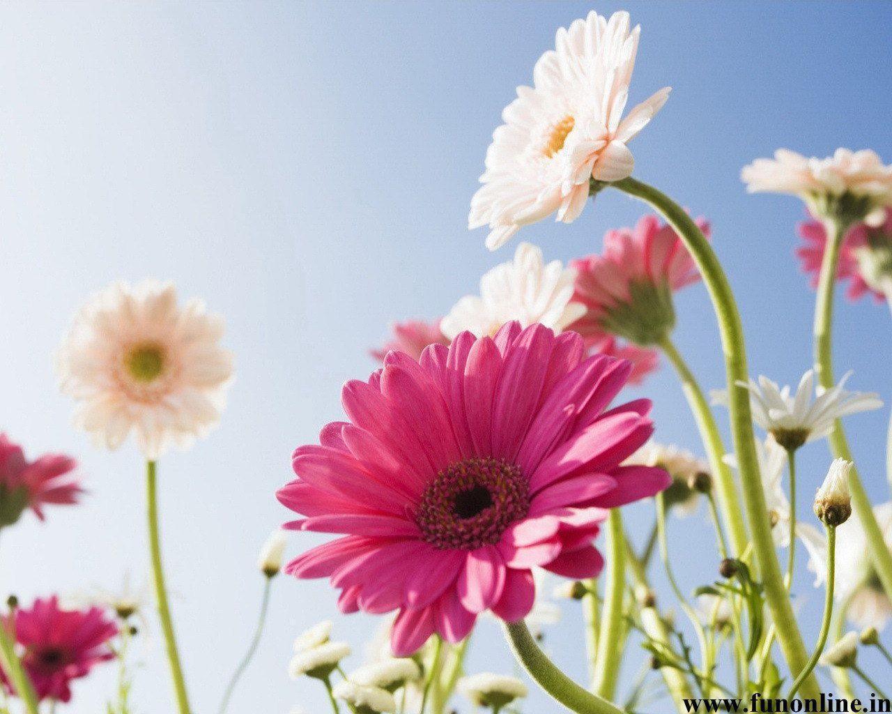 Gerbera Daisies Wallpapers Wallpaper Cave