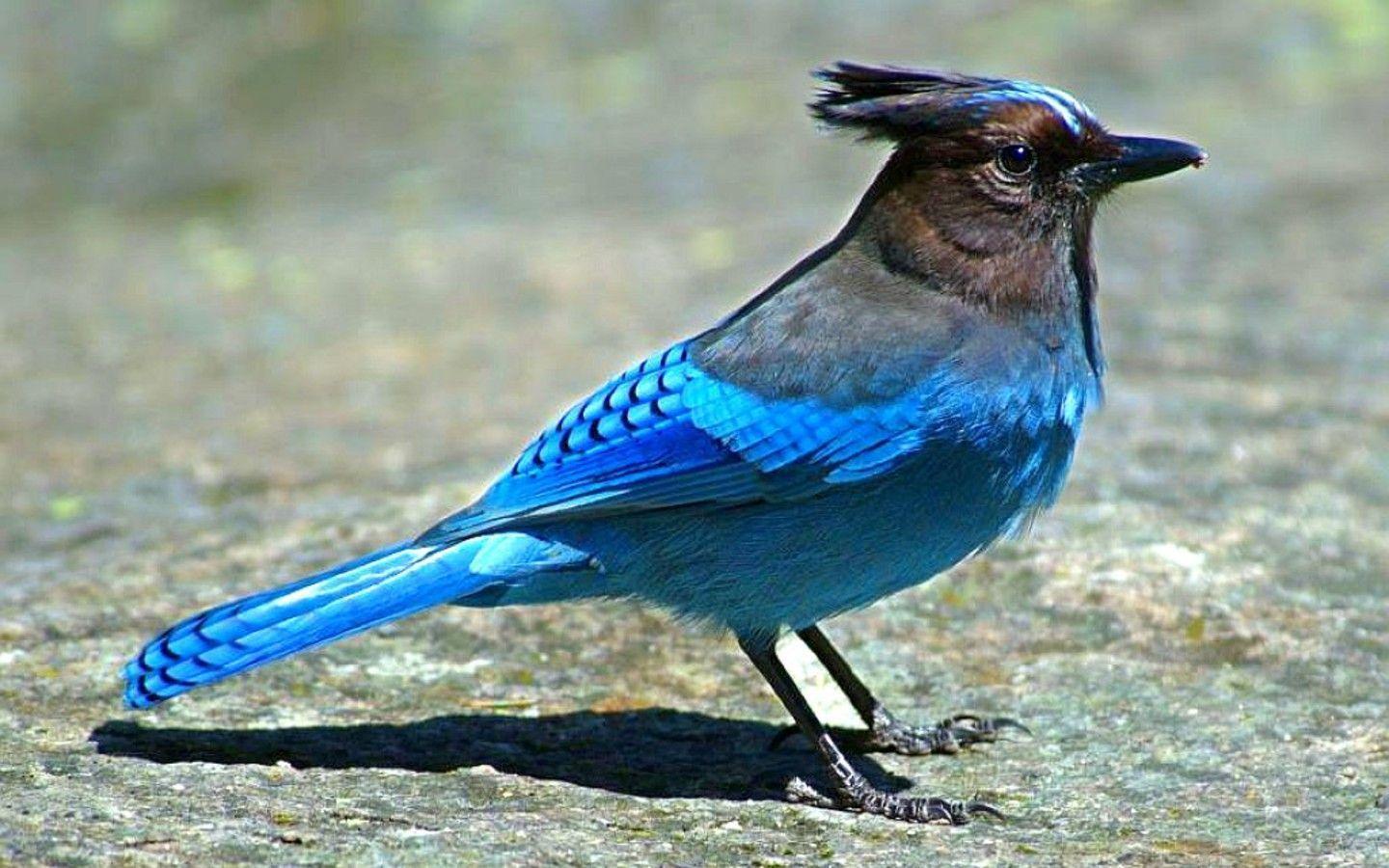 Blue Bird Wallpapers Wallpaper Cave