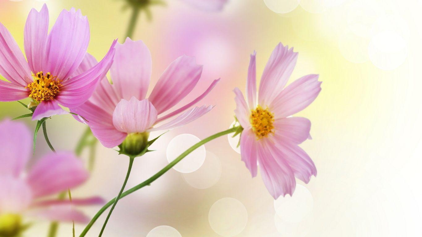 Pink Daisy Wallpapers Wallpaper Cave