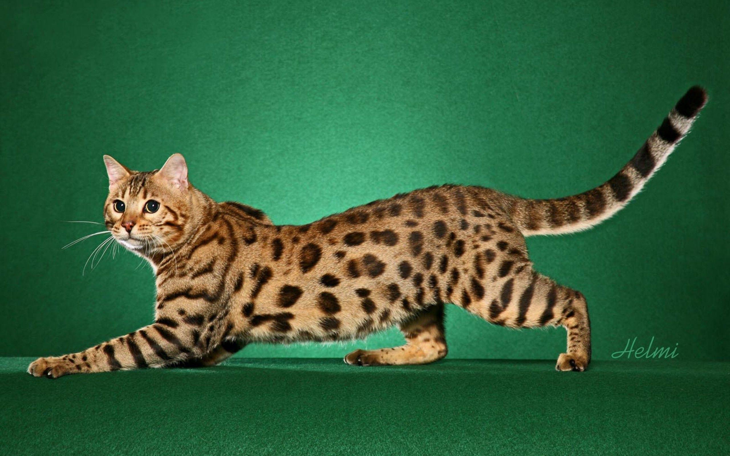 Bengal Cat Wallpapers Wallpaper Cave