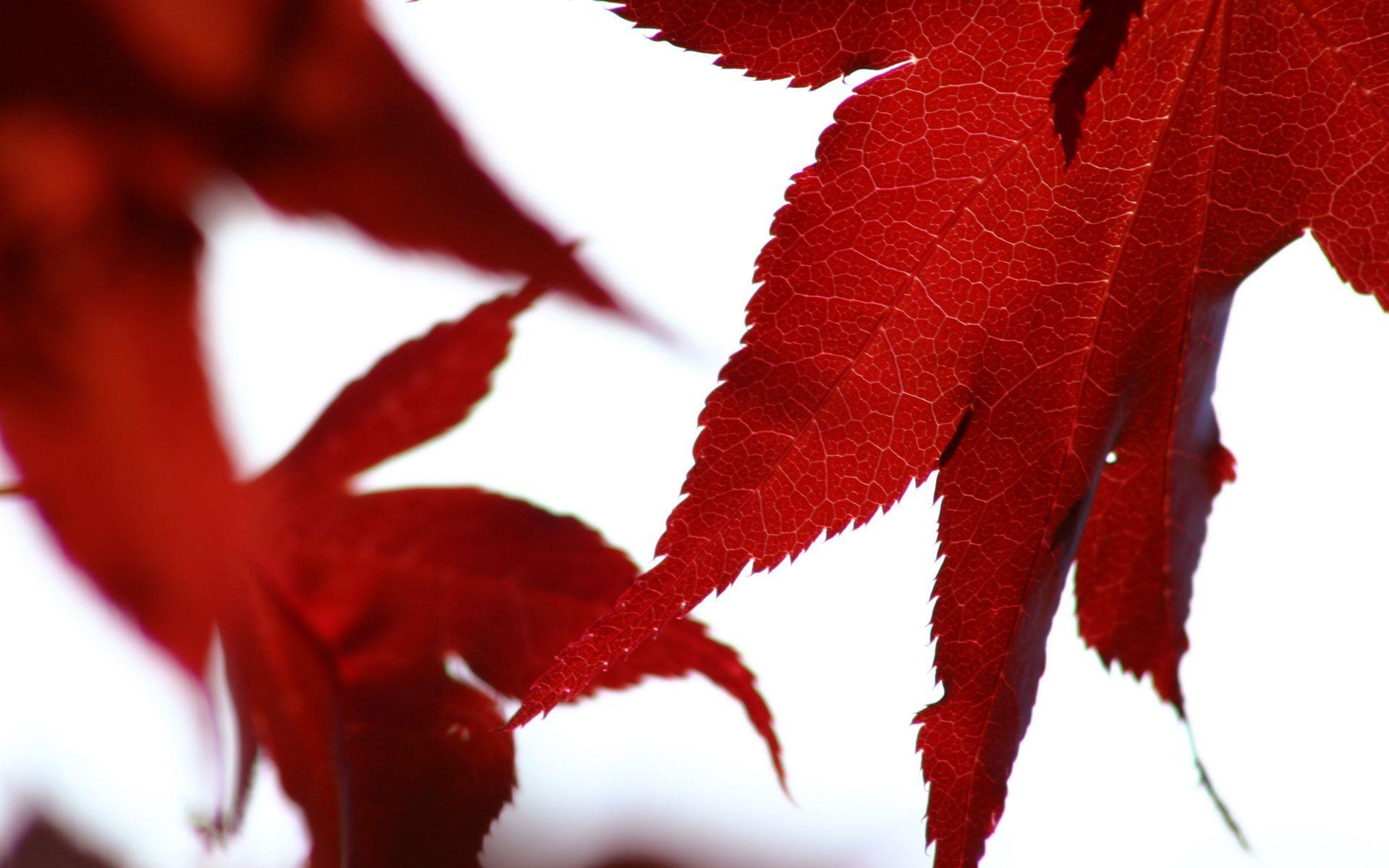 Red Leaves Wallpapers Wallpaper Cave