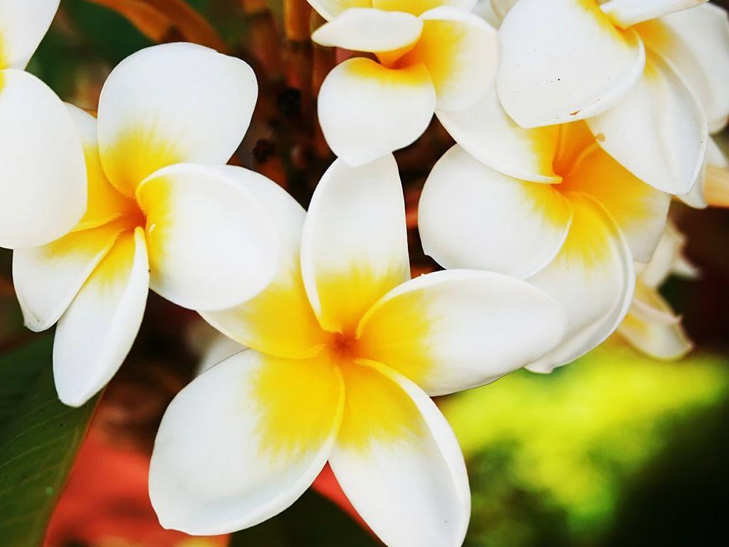 Hawaiian Flower Wallpapers Wallpaper Cave