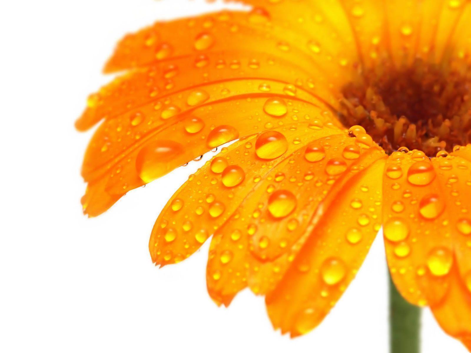 Single Flower Wallpapers Wallpaper Cave