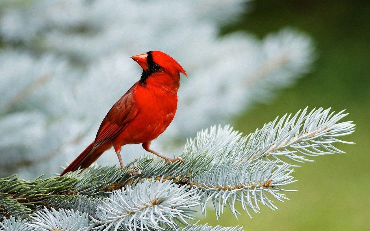 Red Bird Wallpapers Wallpaper Cave