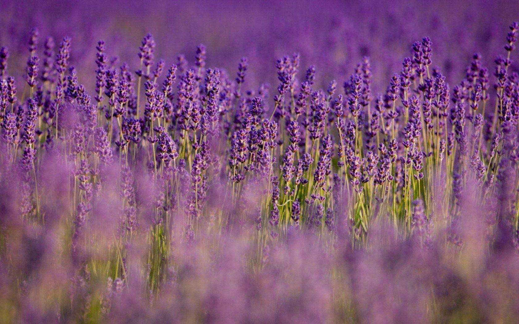 Lavender Flower Wallpapers Wallpaper Cave
