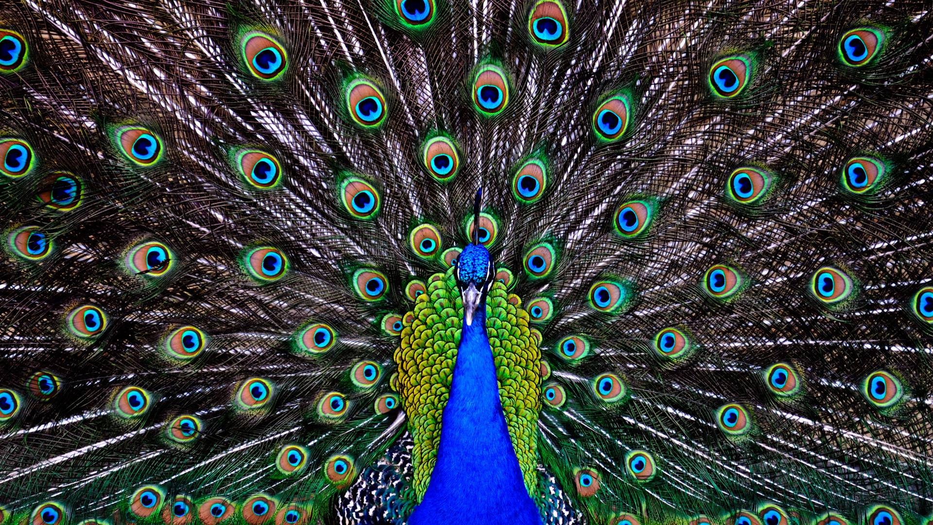 Peacock Wallpapers Wallpaper Cave