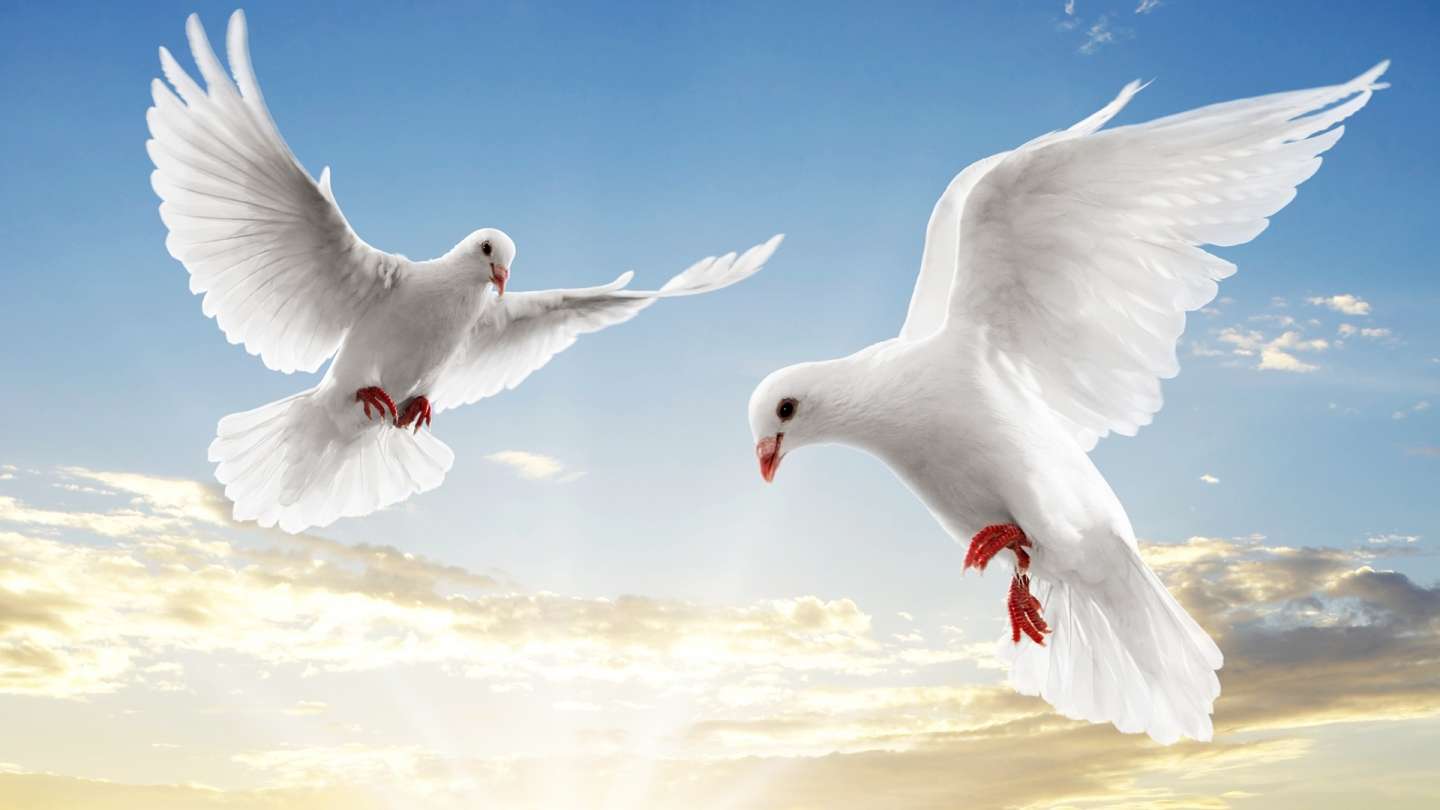 White Dove Wallpapers Wallpaper Cave