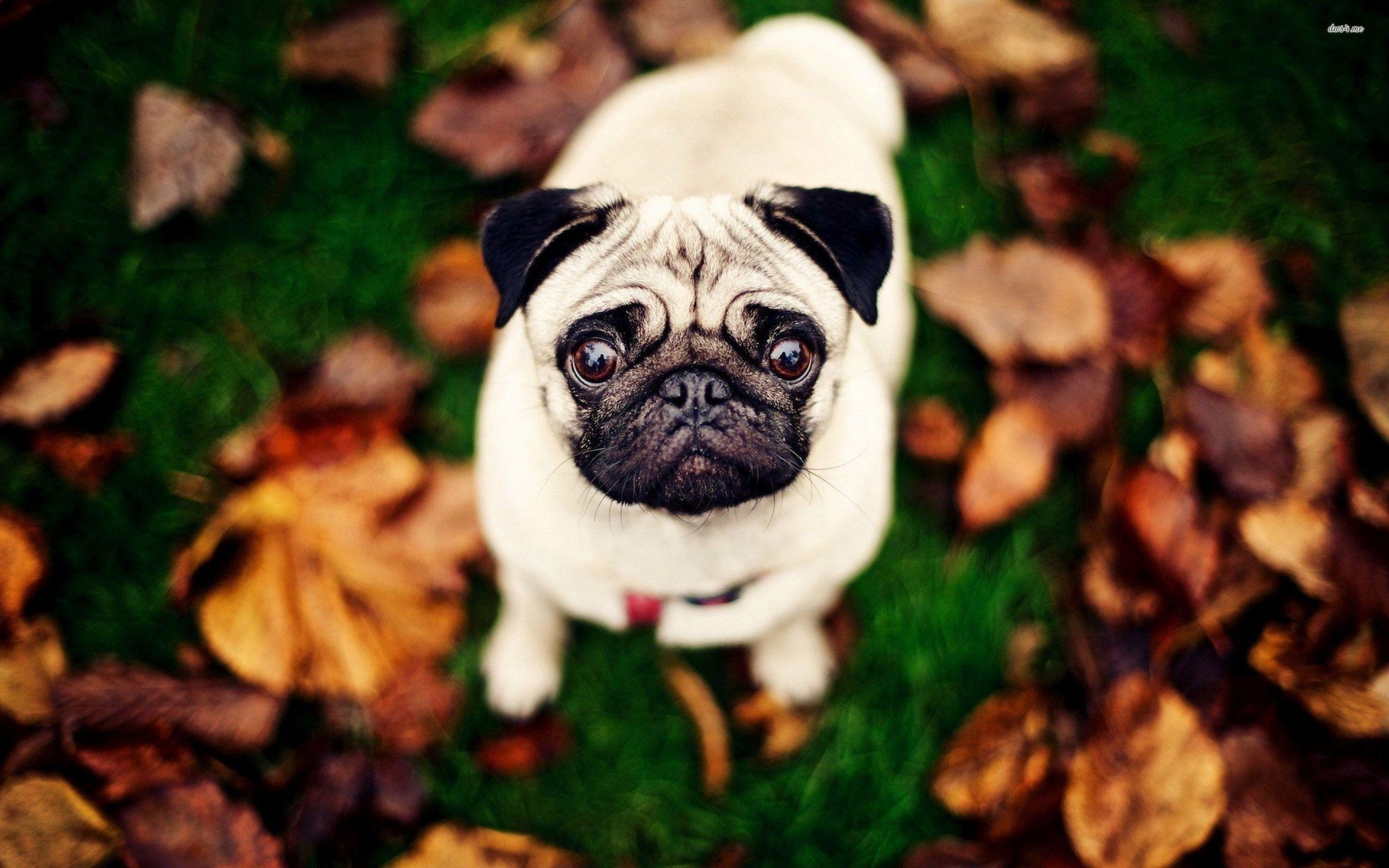 Pug Wallpapers Wallpaper Cave