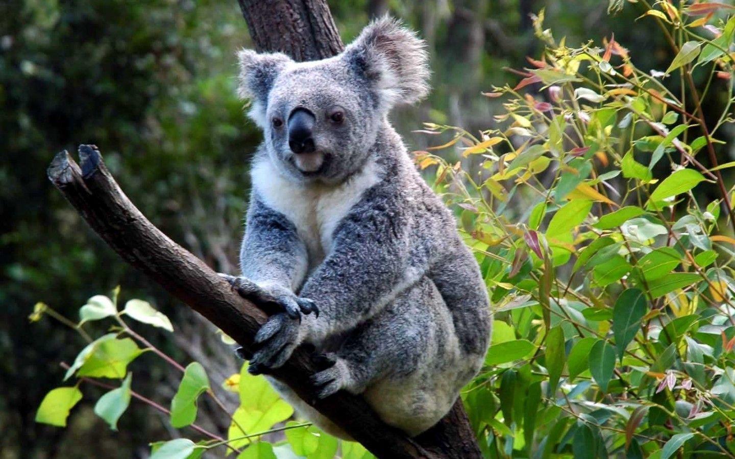 Koala Wallpapers Wallpaper Cave