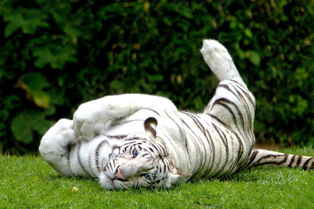 White Bengal Tiger Wallpapers Wallpaper Cave