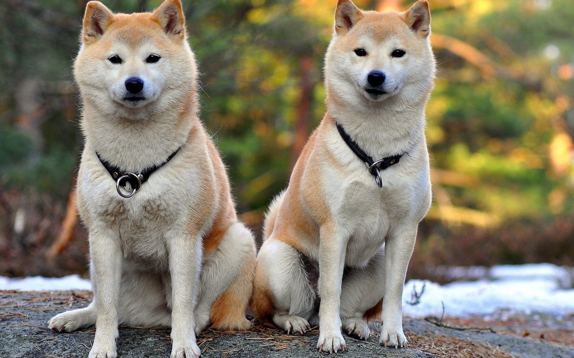 Shiba Inu Wallpapers Wallpaper Cave