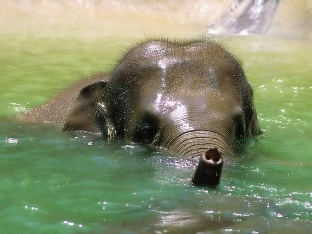 Baby Elephant Wallpapers Wallpaper Cave