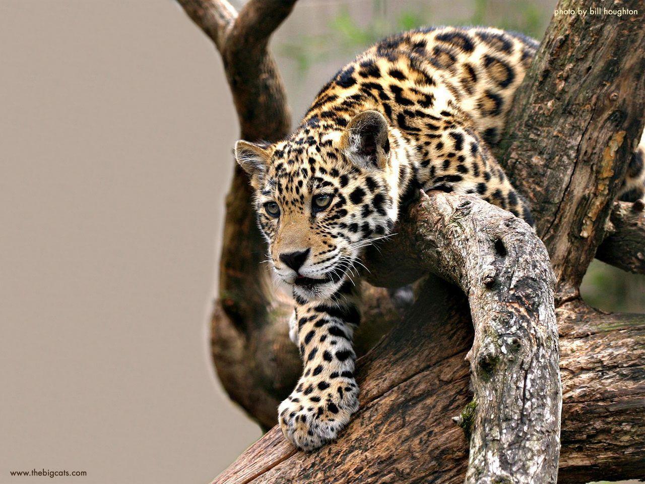 Big Cat Wallpapers Wallpaper Cave
