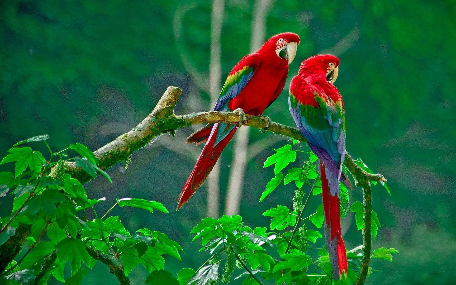 Wallpapers Love Birds Wallpaper Cave