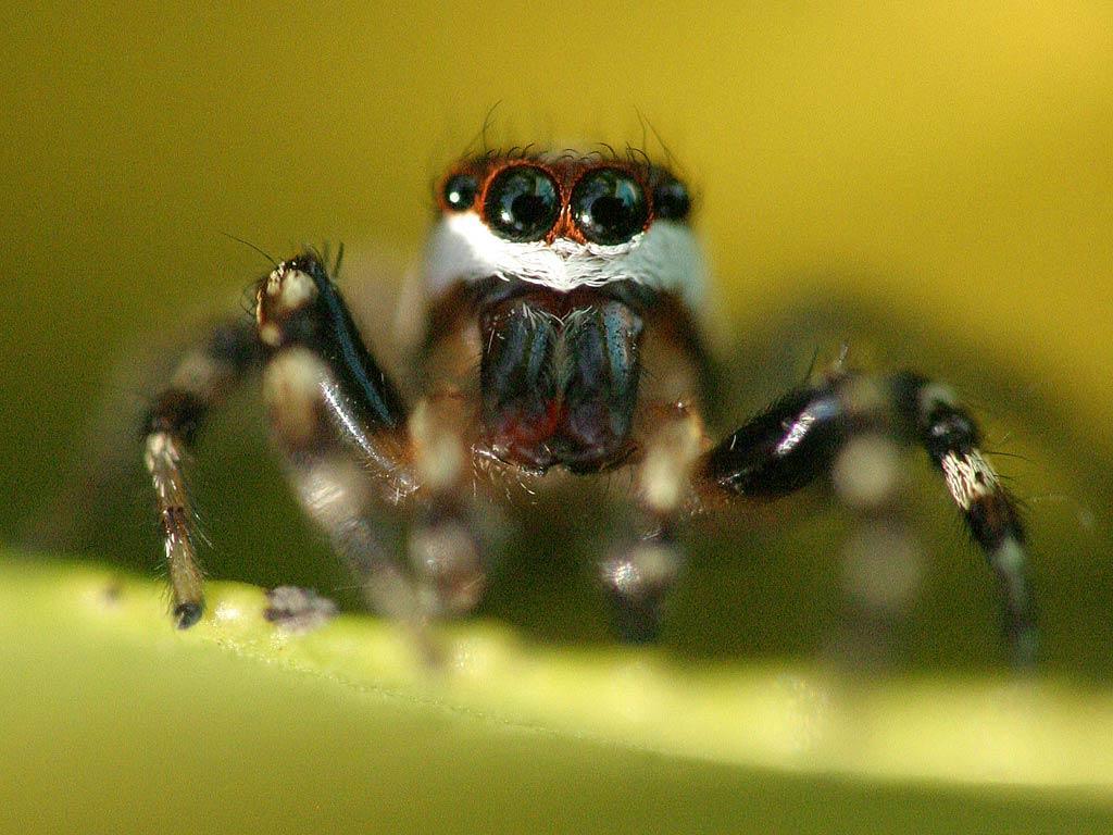 Spider Wallpapers Wallpaper Cave