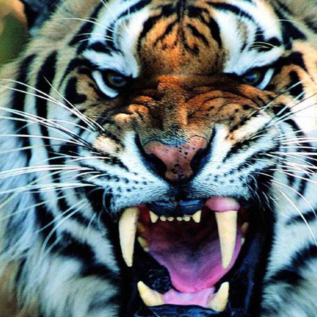 Tiger Face Wallpapers Wallpaper Cave