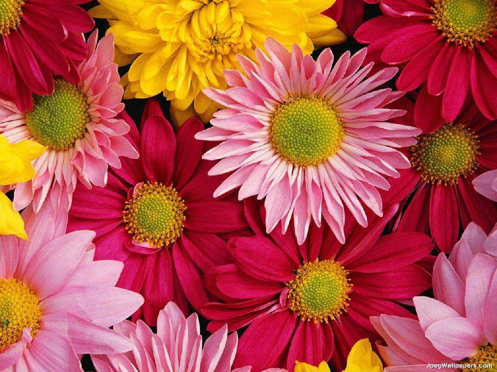 Gerbera Daisies Wallpapers Wallpaper Cave
