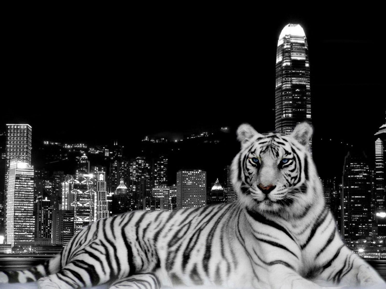 White Tiger Wallpapers HD Wallpaper Cave