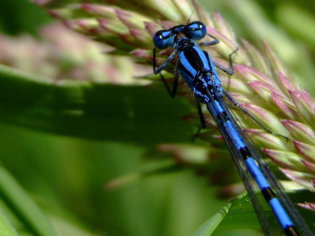 Free Dragonfly Wallpapers Wallpaper Cave