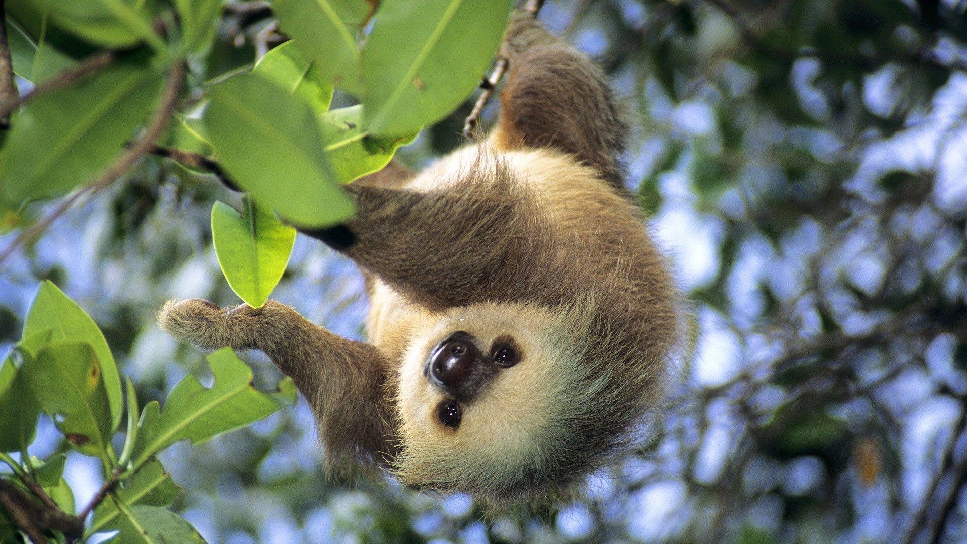 Sloth Wallpapers Wallpaper Cave