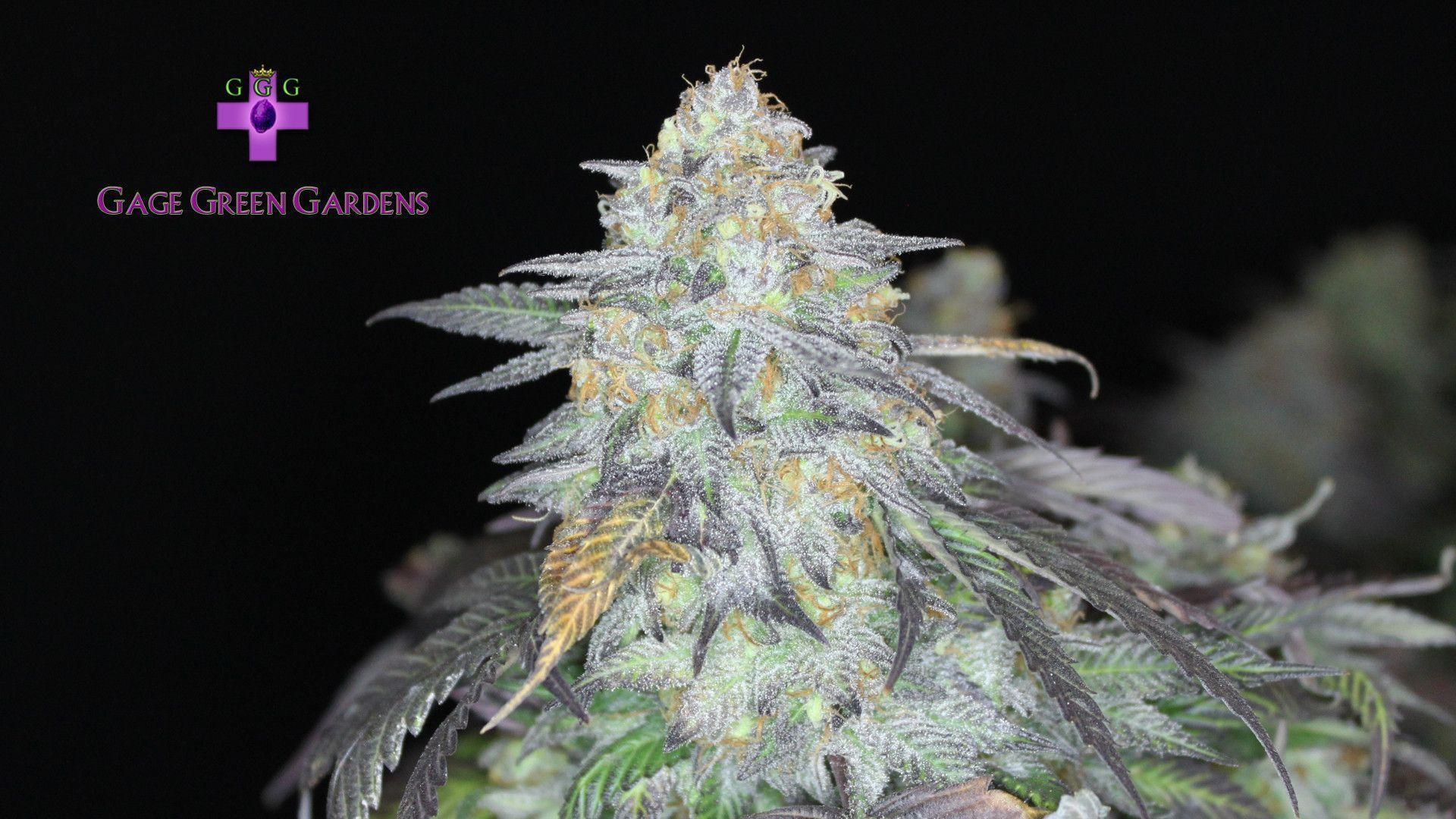 Kush Wallpapers Wallpaper Cave