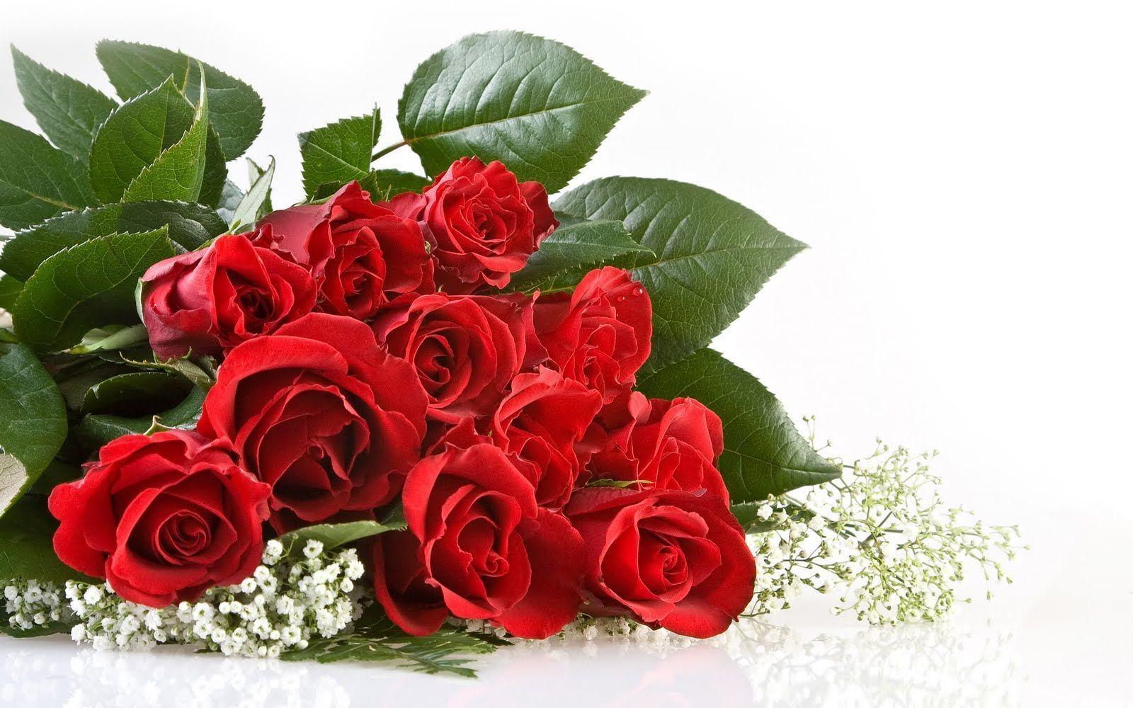Red Rose Flower Backgrounds Wallpaper Cave