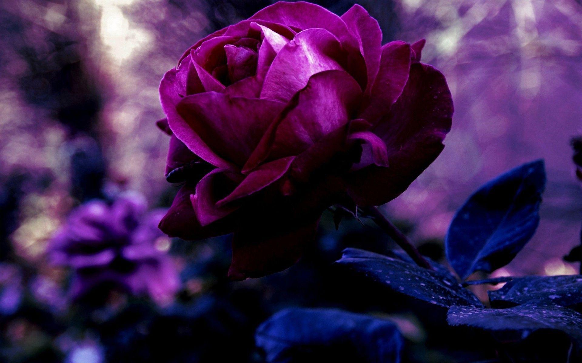 Purple Rose Wallpapers Wallpaper Cave