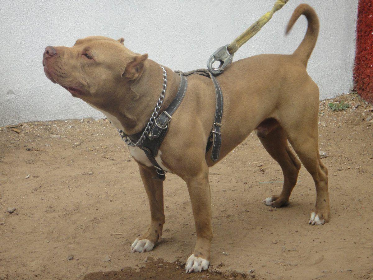 Red Nose Pitbull Wallpapers Wallpaper Cave