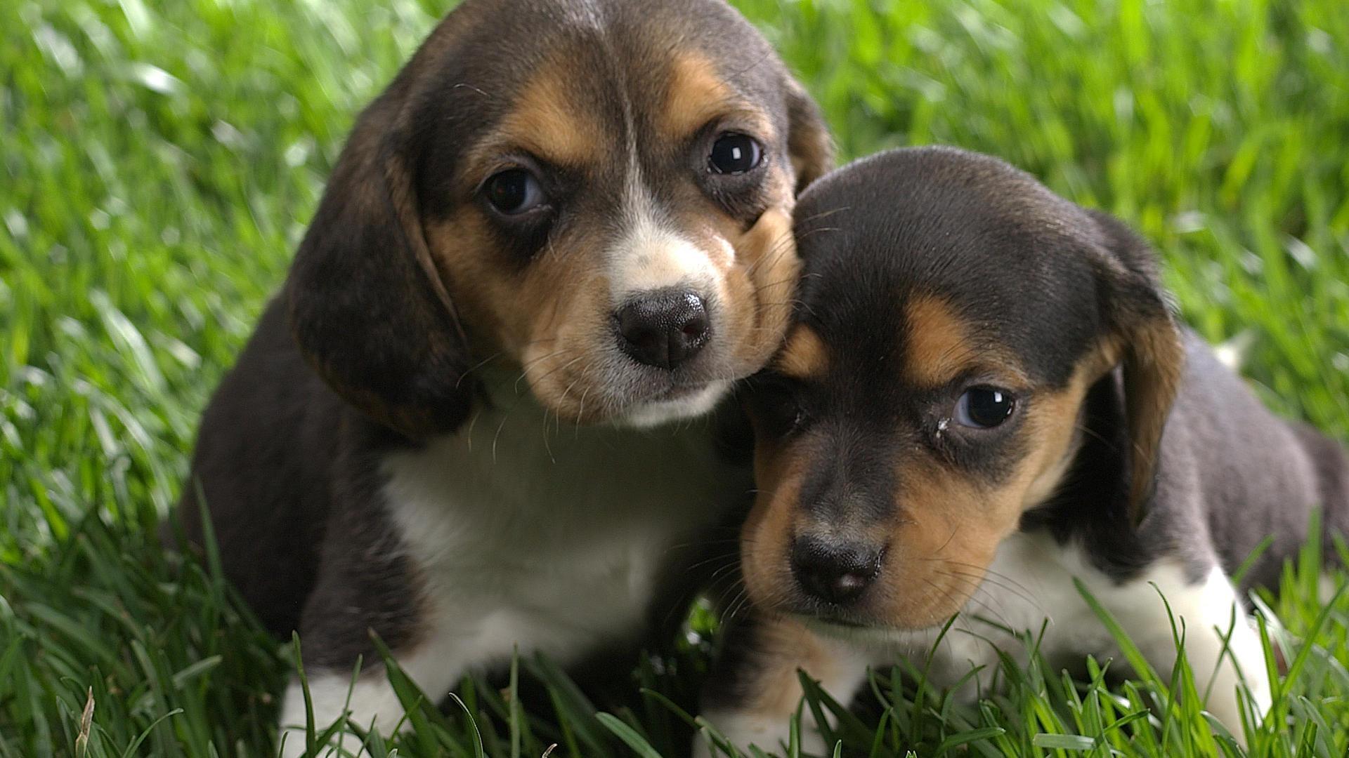 Beagle Wallpapers Wallpaper Cave
