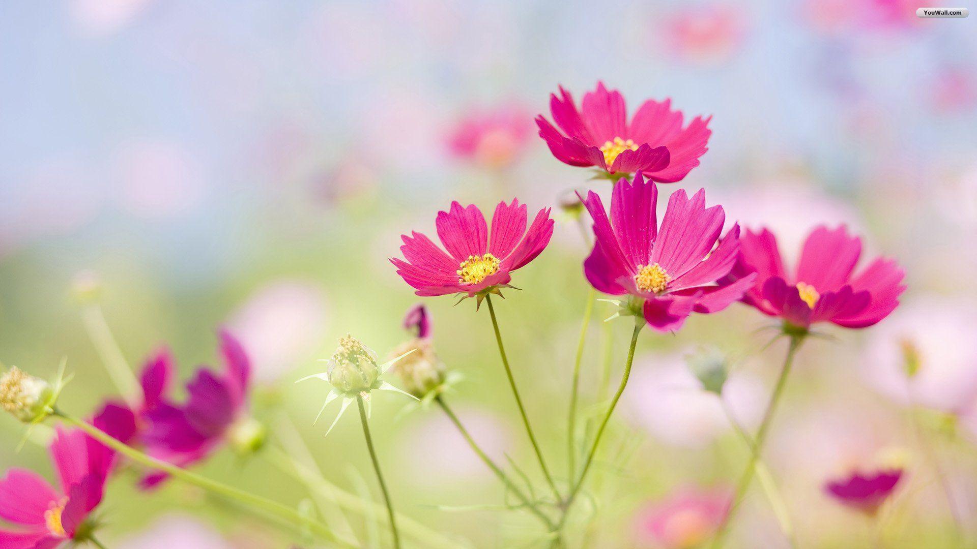 Pictures Of Beautiful Flowers Wallpapers Wallpaper Cave