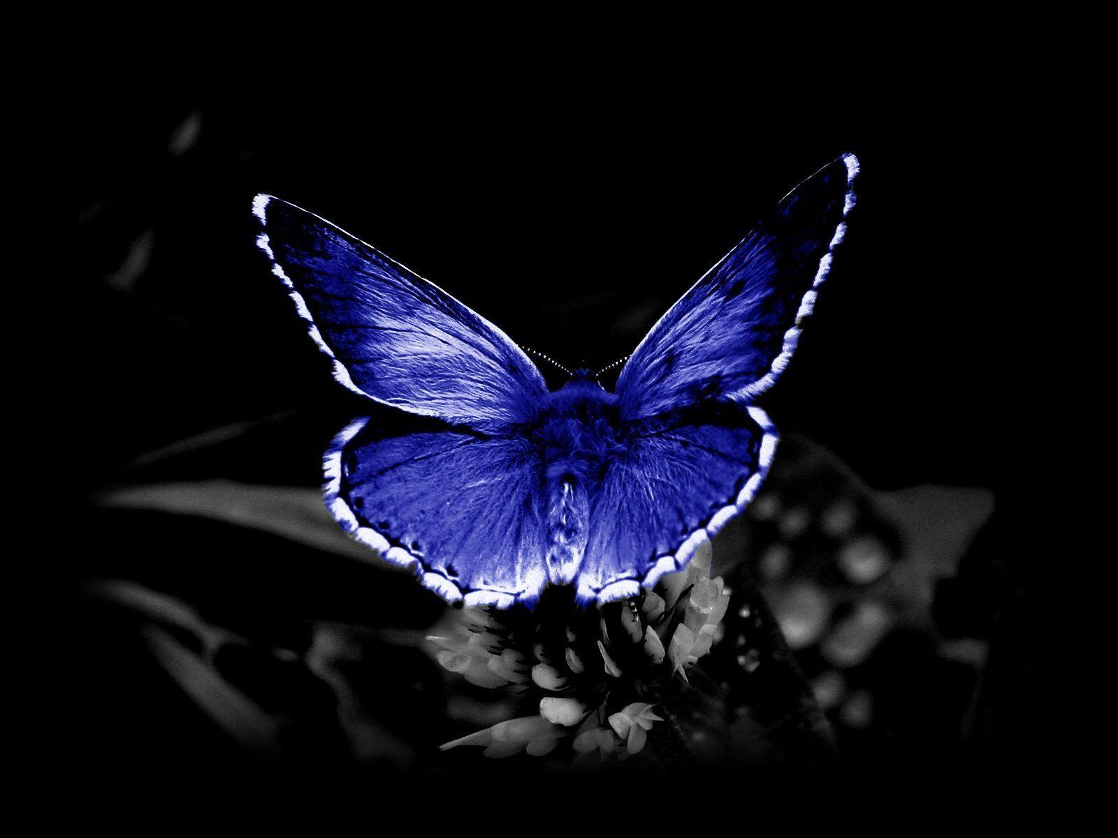 Free Butterfly Wallpapers Wallpaper Cave