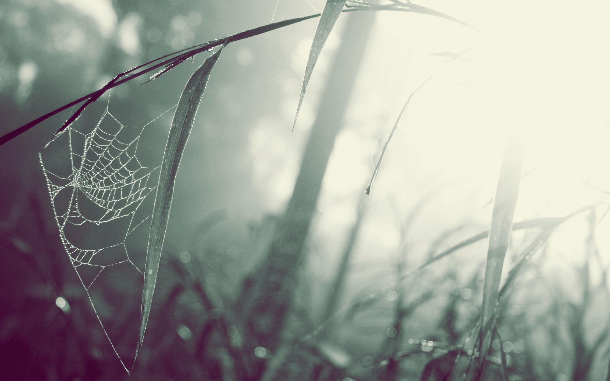 Spiderweb Wallpapers Wallpaper Cave